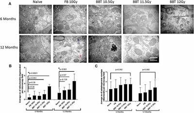 Mitochondrial Degeneration and Autophagy Associated With Delayed Effects of Radiation in the Mouse Brain
